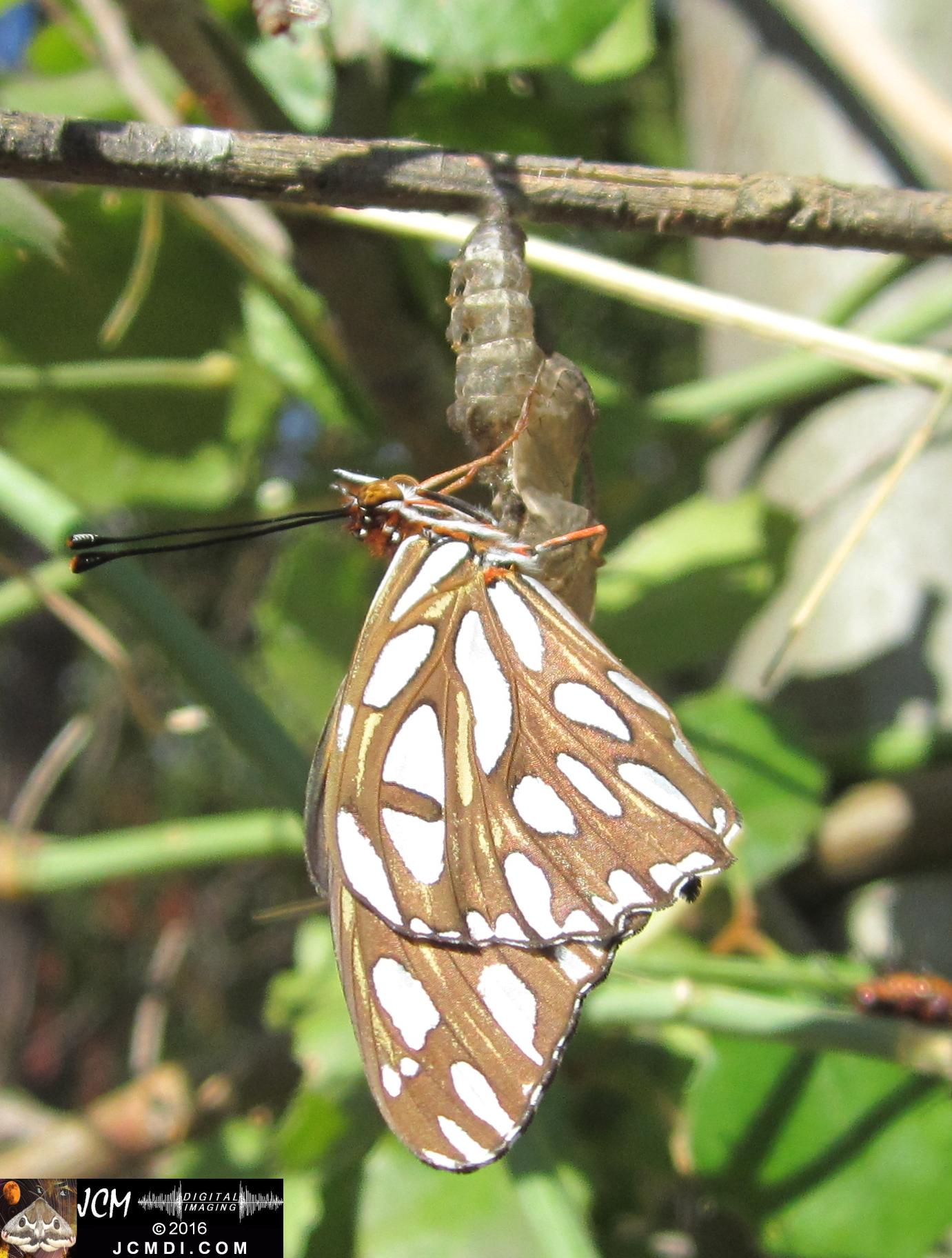 20160920 IMG_0805 Gulf Fritillary Butterfly emerged in sunlight.jpg
